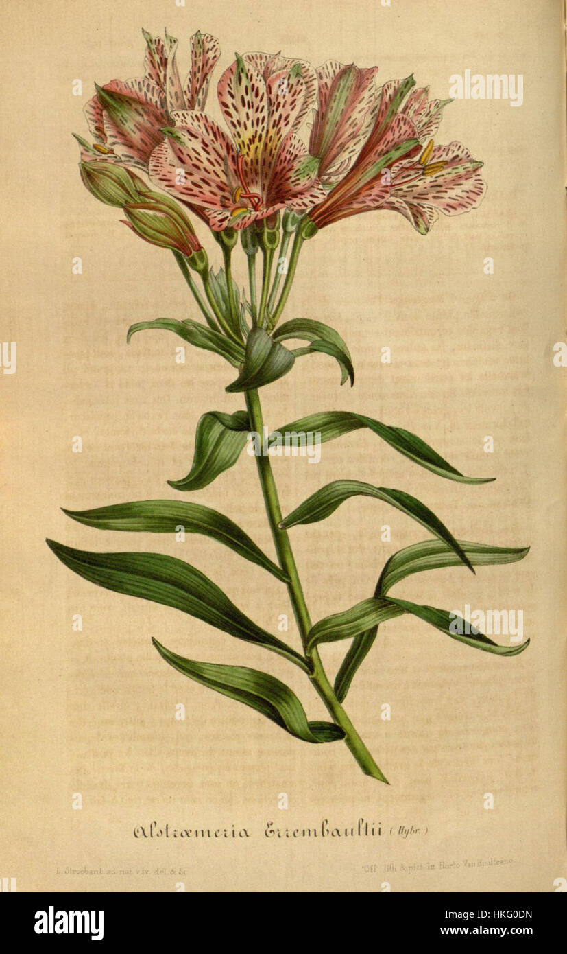 Questa illustrazione botanica raffigura l'Alstroemeria errembaulti, una specie di pianta in fiore, come documentato nel testo botanico del 1847 "Flora Serres Jard". Essa mette in evidenza le caratteristiche della pianta come documentato negli studi botanici europei dell'epoca. Foto Stock