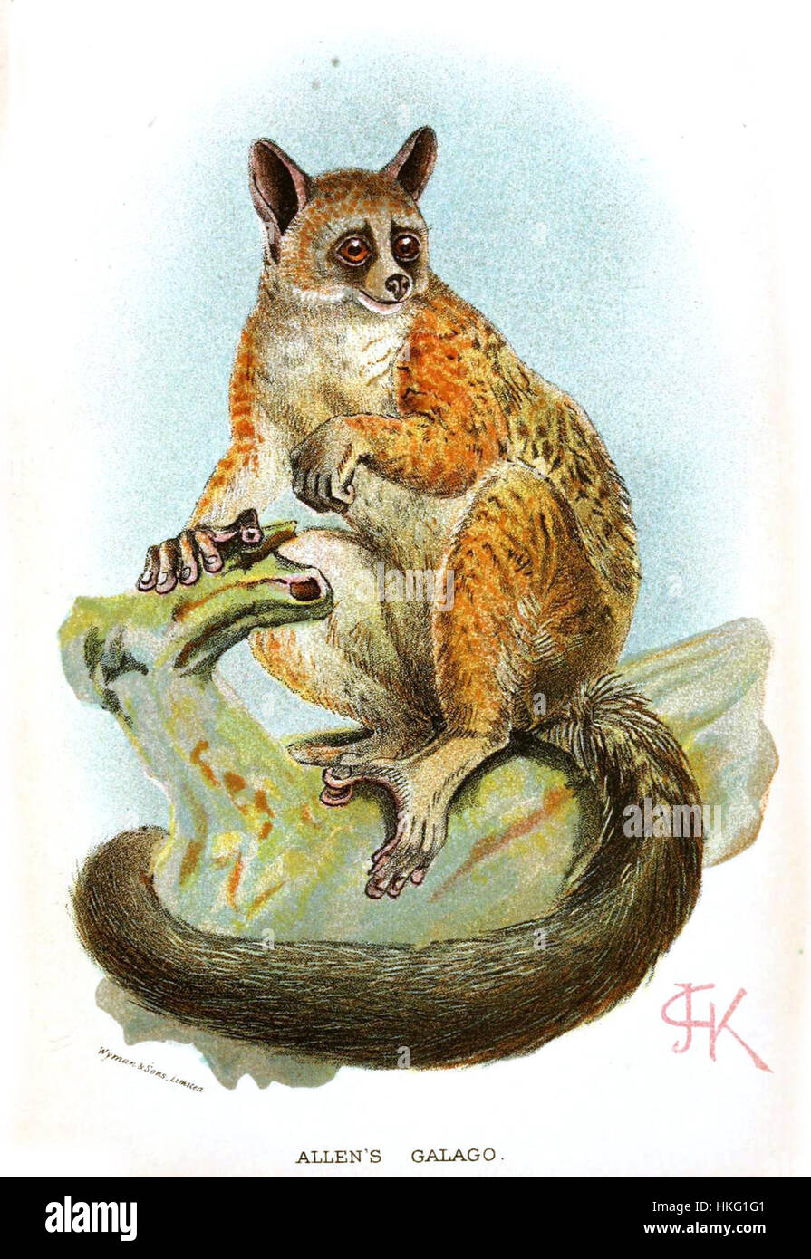 L'opera intitolata "Galago alleni" raffigura il galago di Allen, un piccolo primate, in un'interpretazione artistica che cattura la sua bellezza naturale e l'essenza della fauna selvatica. Foto Stock