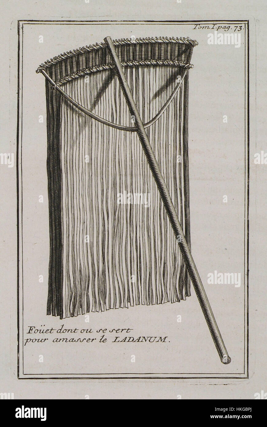 Fuetto dont on se sert pour amasser le Ladanum Tournefort Joseph Pitton de 1717 Foto Stock