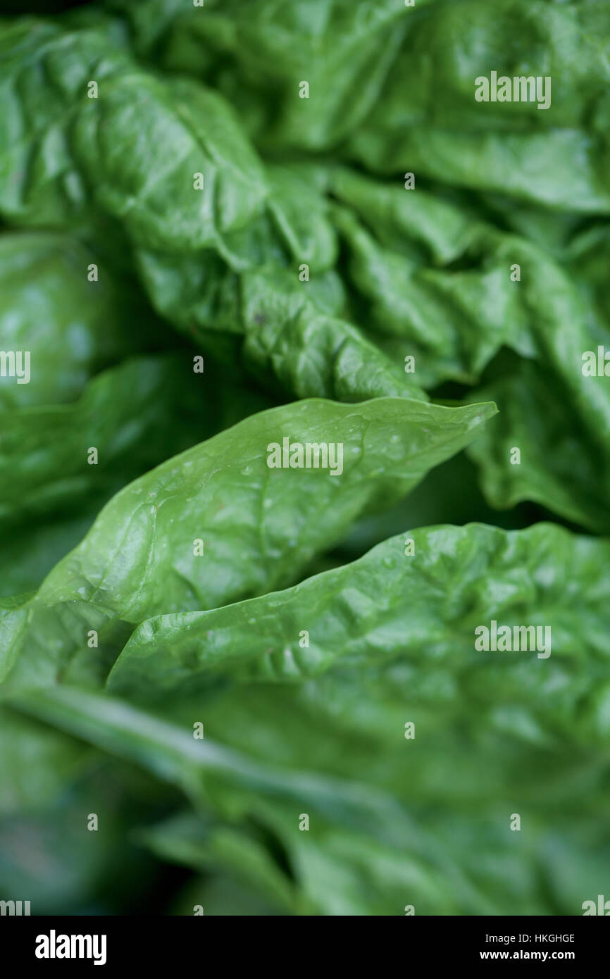 Spinaci freschi. verdura a foglia, alimenti crudi, verde. Foto Stock