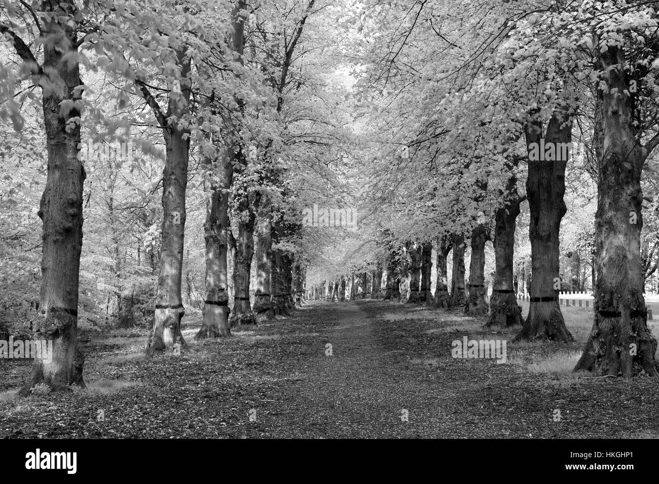 Comune di Lime Tree Avenue, Tilia x vulgaris, Clumber Park, Nottinghamshire, Inghilterra, Regno Unito Foto Stock