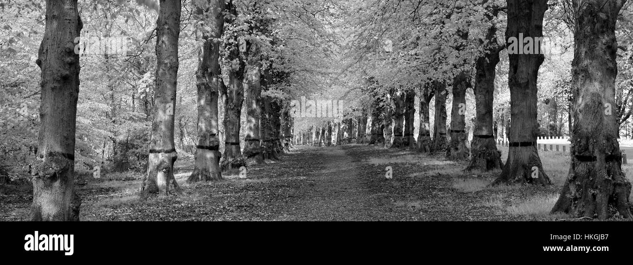 Comune di Lime Tree Avenue, Tilia x vulgaris, Clumber Park, Nottinghamshire, Inghilterra, Regno Unito Foto Stock