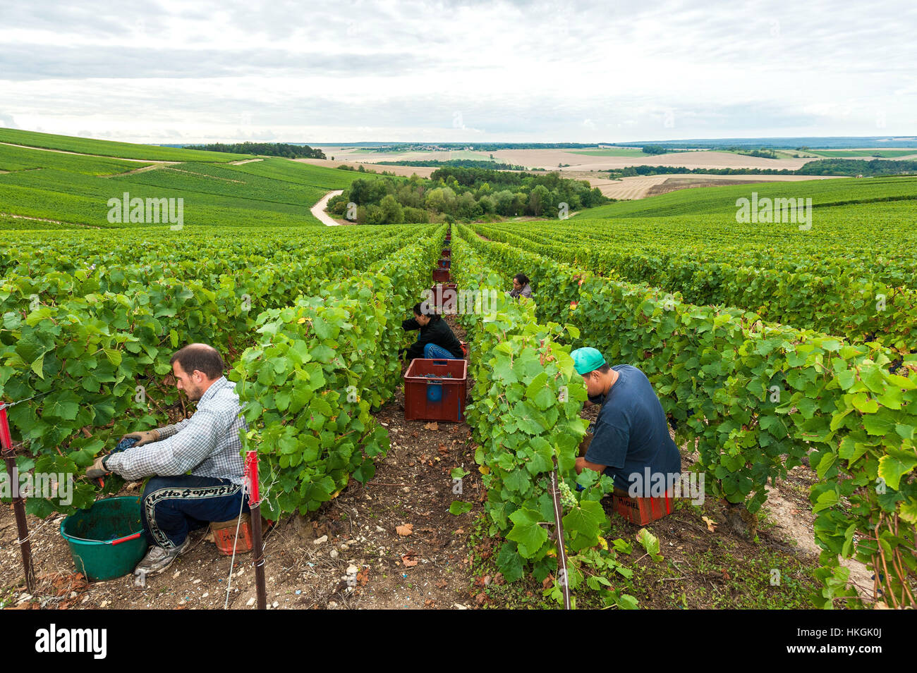 Colombé-le-Sec (Francia nord-orientale): 2015 vendemmia in Champagne vino "regione Côte des Bar'. Foto Stock
