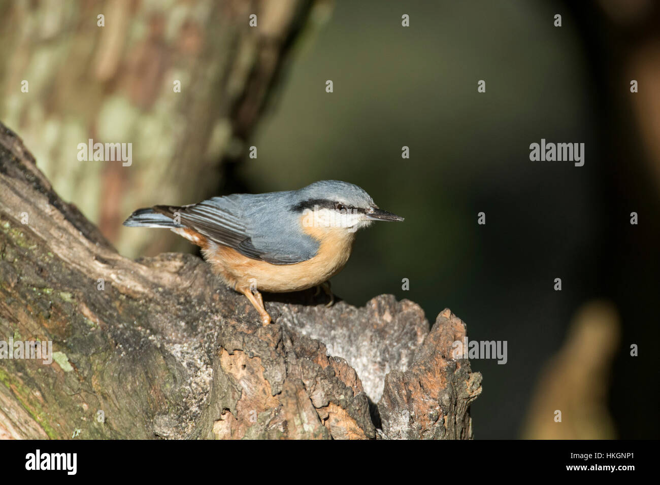Picchio muratore (Sitta europaea) foraggio per i prodotti alimentari su un ceppo di albero. Foto Stock