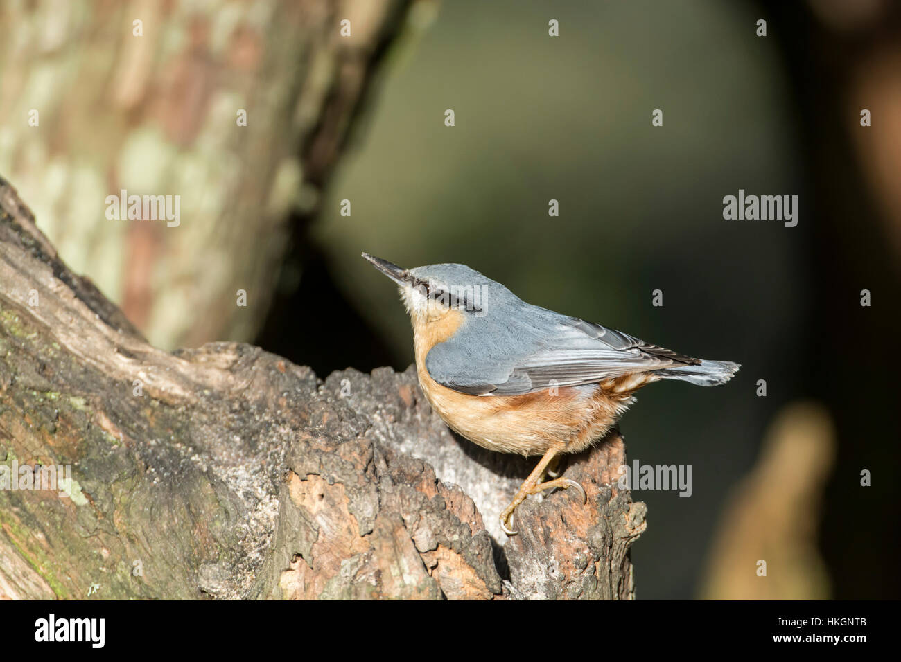 Picchio muratore (Sitta europaea) foraggio per i prodotti alimentari su un ceppo di albero. Foto Stock