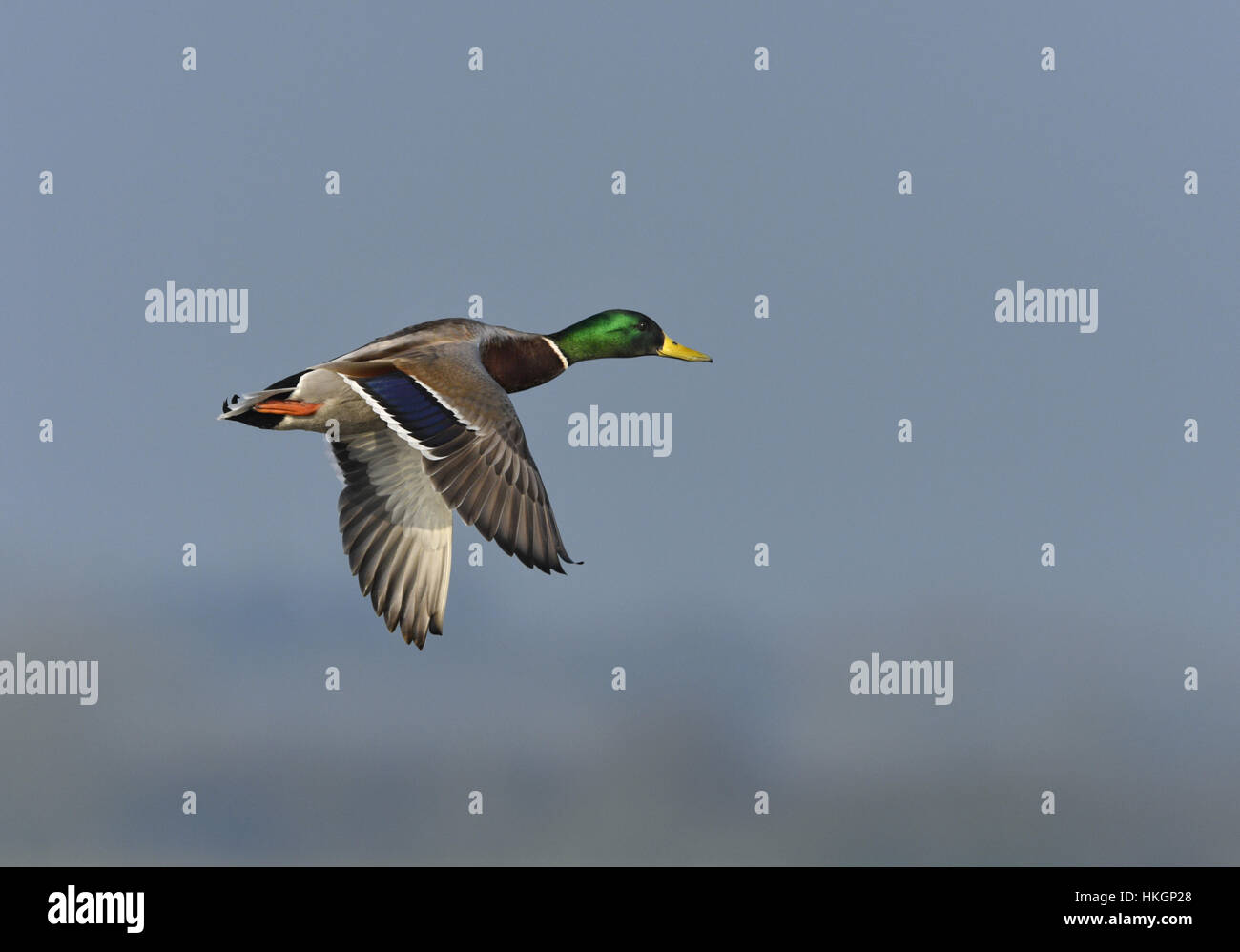 Germano reale - Anas platyrhynchos - maschio Foto Stock