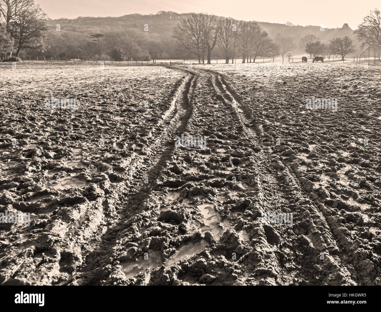 Tracce di pneumatici attraverso il campo fangoso a freddo gelido giorno Foto Stock