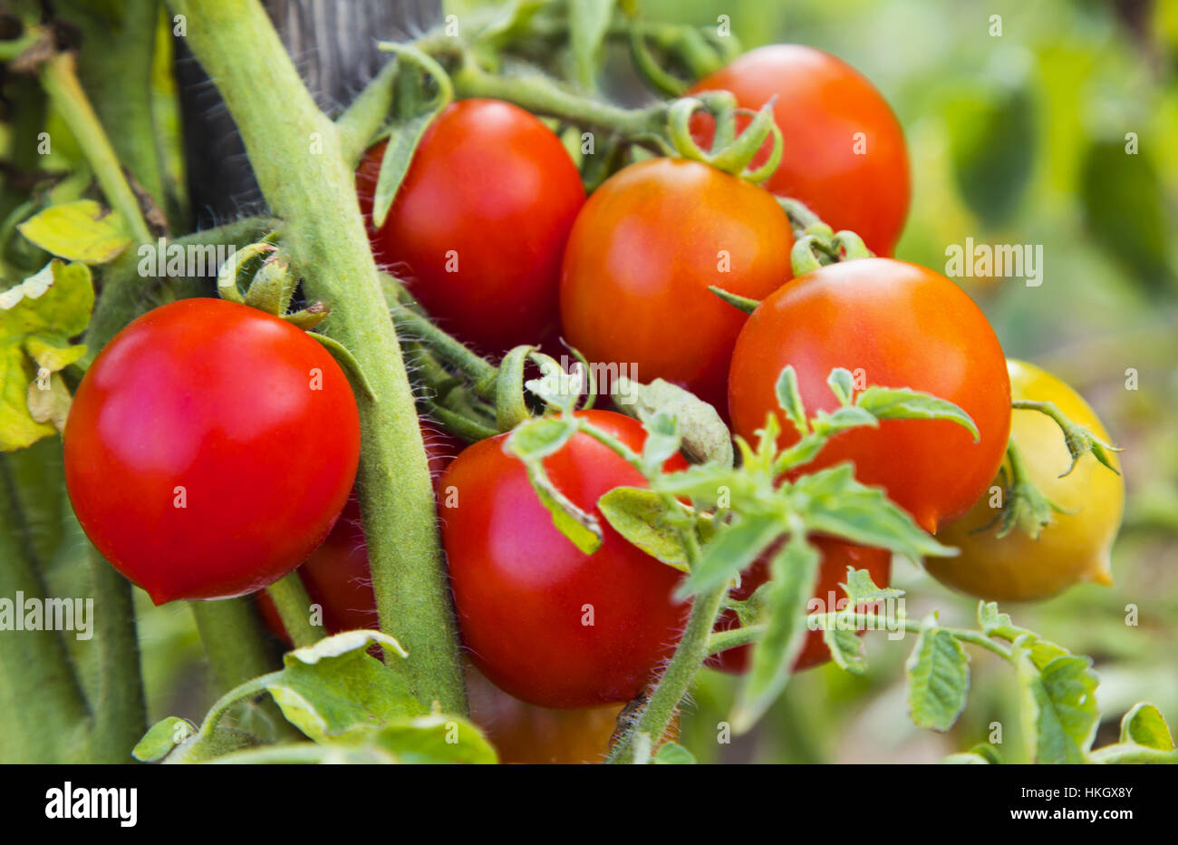 Pianta di pomodoro closeup Foto Stock