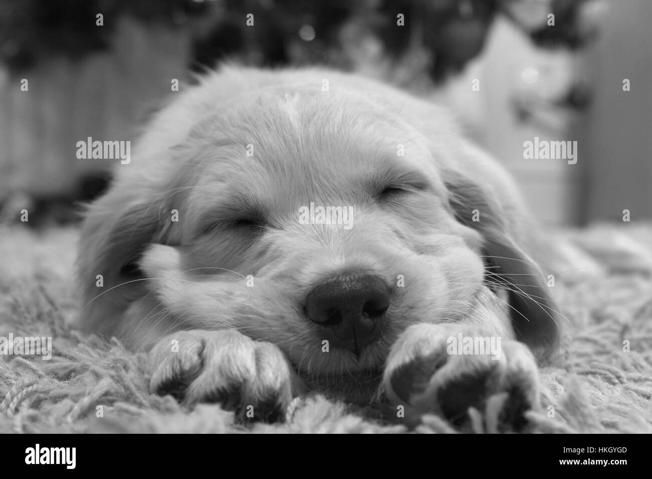 Close up golden retriever paws immagini e fotografie stock ad alta risoluzione - Alamy