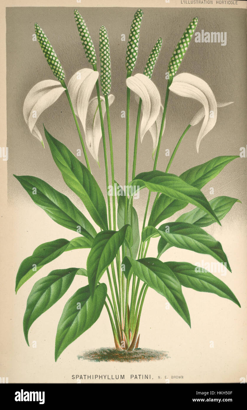 "L'Illustration horticole (piastra 397a)" è un'illustrazione botanica che mostra raffigurazioni dettagliate e vivaci di specie vegetali. Questo pezzo rappresenta lo studio delle piante nell'arte botanica del XIX secolo, concentrandosi sulla precisione scientifica e sulla bellezza artistica. Foto Stock "L'Illustration horticole (piastra 397a)" è un'illustrazione botanica che mostra raffigurazioni dettagliate e vivaci di specie vegetali. Questo pezzo rappresenta lo studio delle piante nell'arte botanica del XIX secolo, concentrandosi sulla precisione scientifica e sulla bellezza artistica. Foto Stock