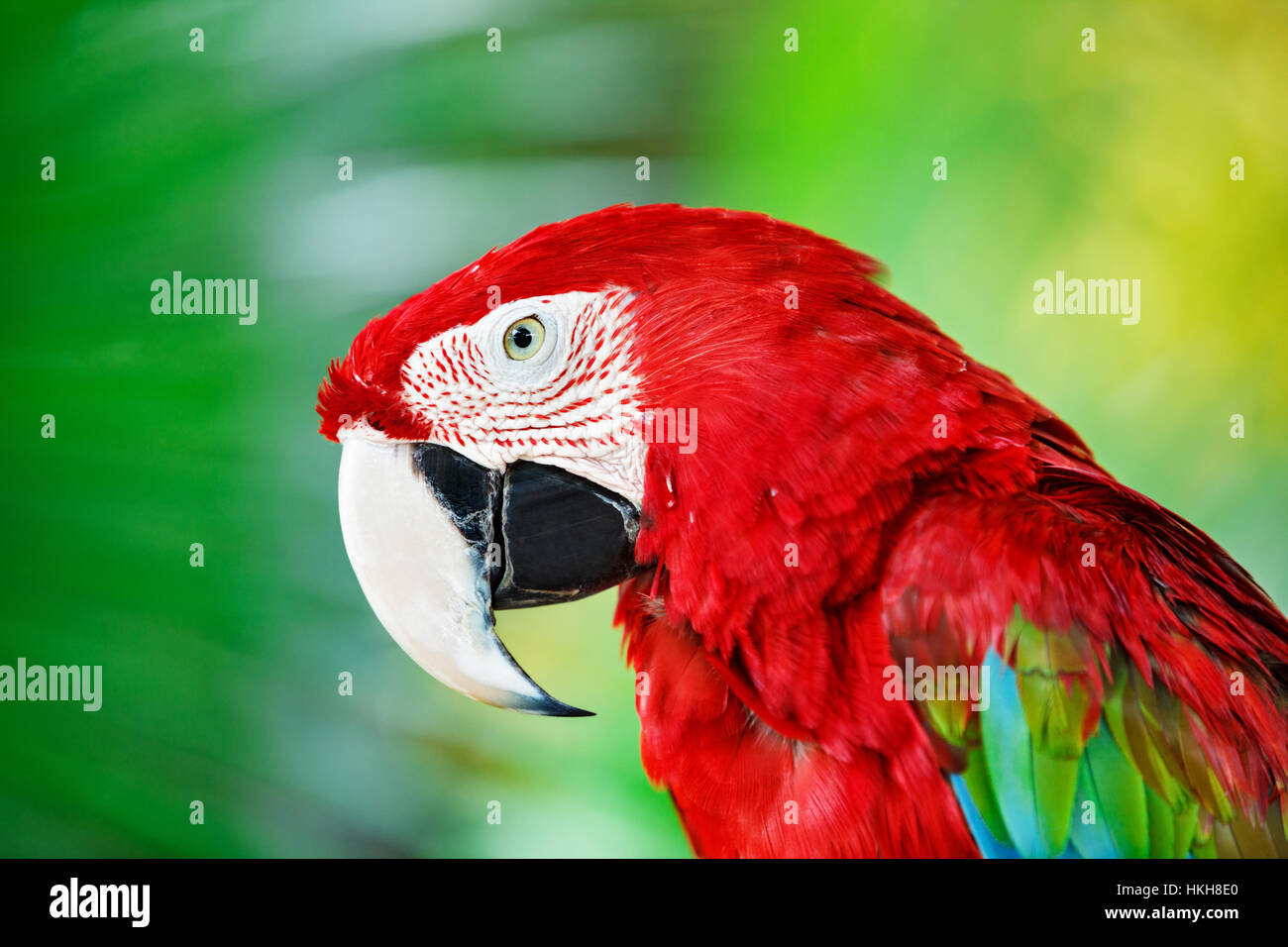 Ritratto di red macaw pappagallo contro la giungla. Testa di pappagallo su sfondo verde. La natura, la fauna selvatica e la foresta pluviale tropicale di uccelli. Foto Stock