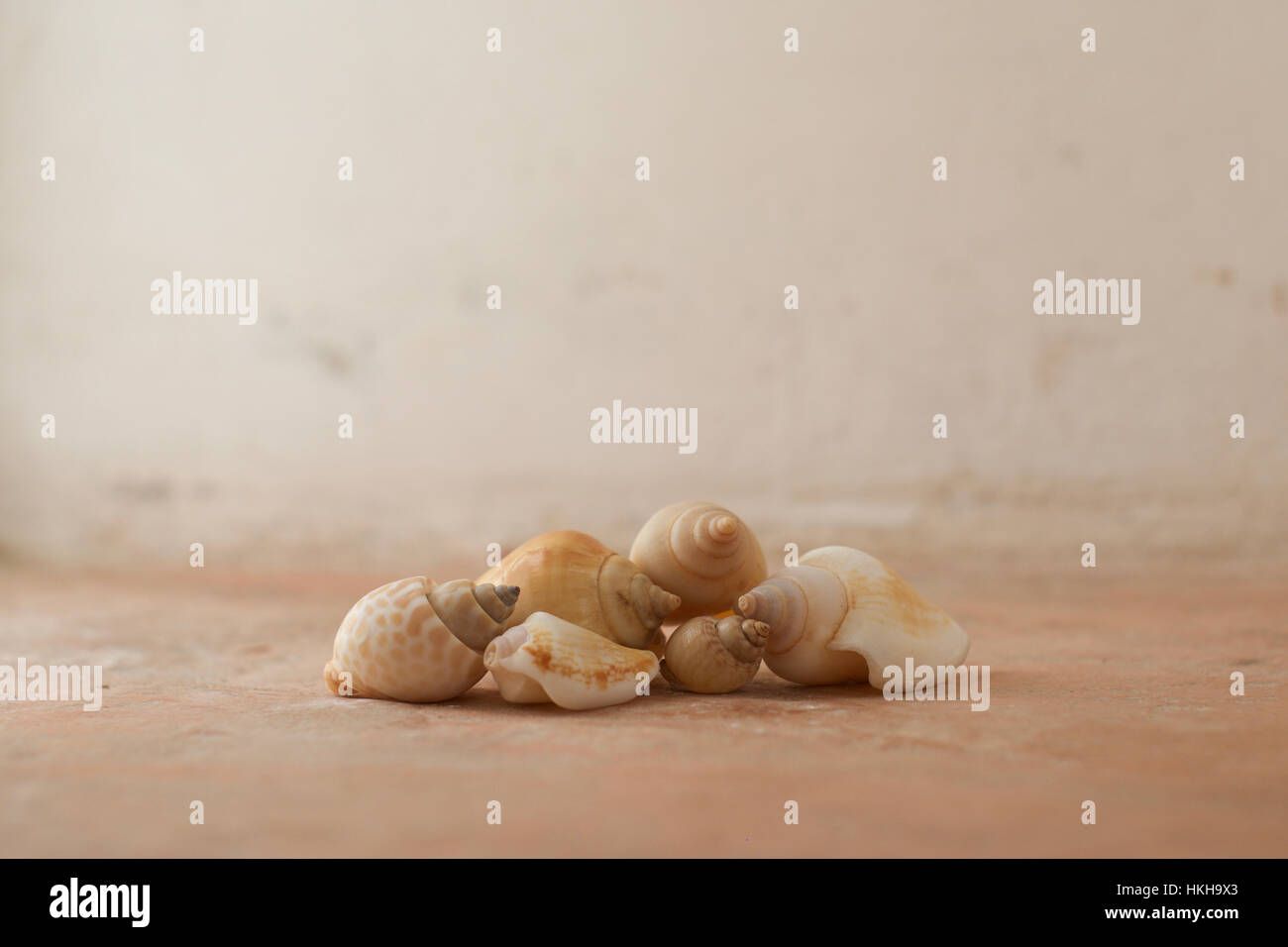 Una disposizione di sei conchiglie di mare contro un sfondo rustico Foto Stock