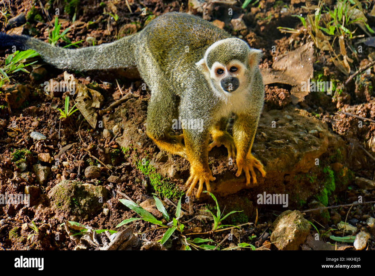 Scimmia di scoiattolo (selvaggio) su Devil's Island. Foto Stock