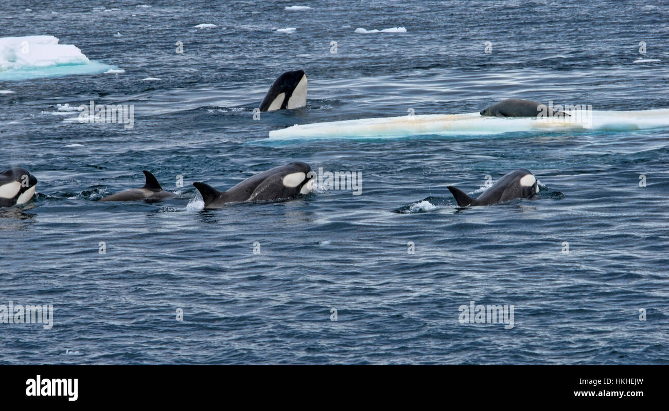 Un pod di Orcas andando dopo un granchio-eater sigillo su un glaçon. L'adulto orcas erano insegnare ai giovani. L'Antartide Foto Stock