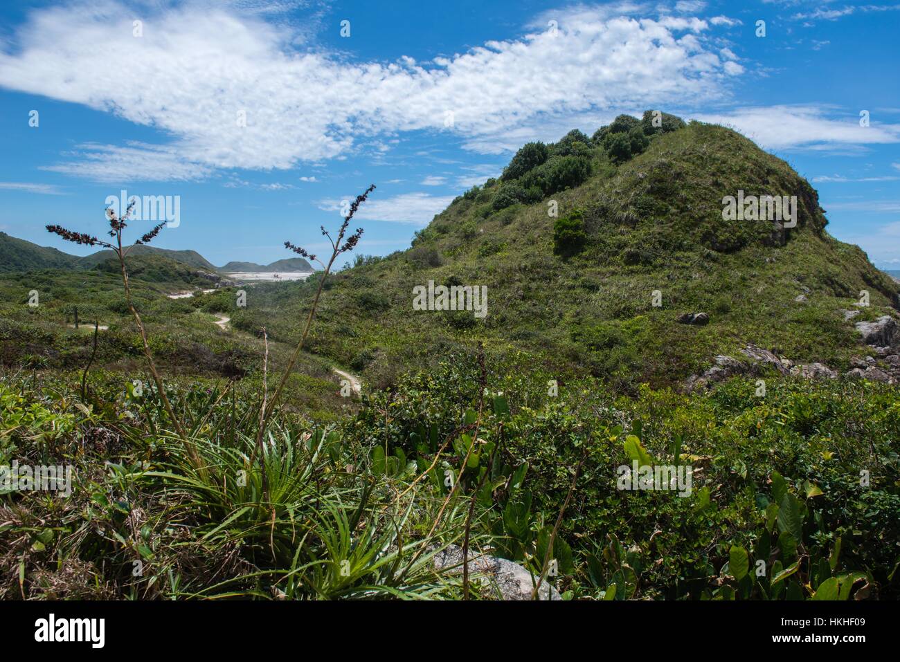 Il percorso attraverso la vegetazione tropicale sulla spiaggia Praia da Boia, villaggio di Encantadas, Ilha do Mel, Paraná, Brasile, Sud America Foto Stock