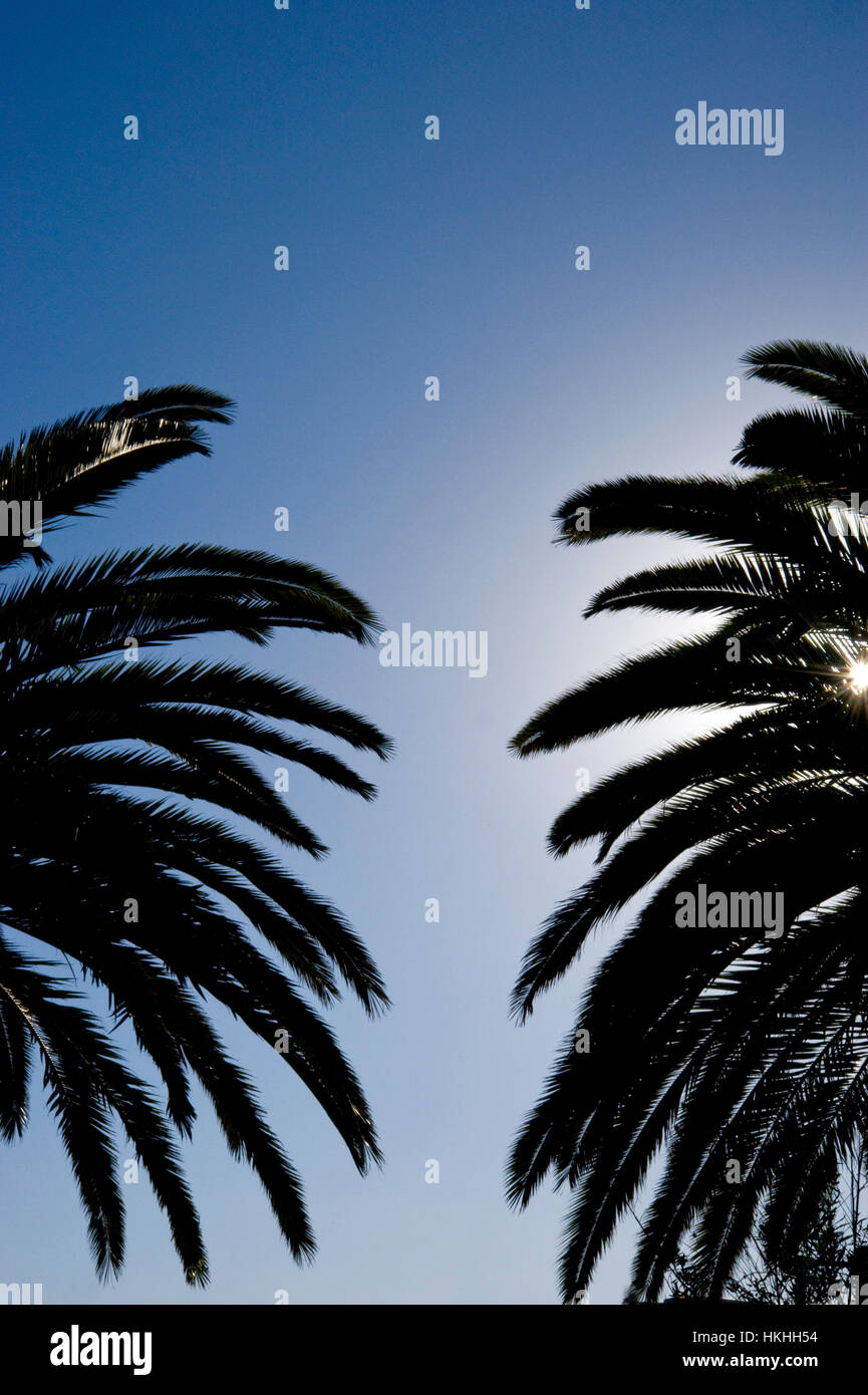 Alberi di palma che incornicia un cielo blu Foto Stock