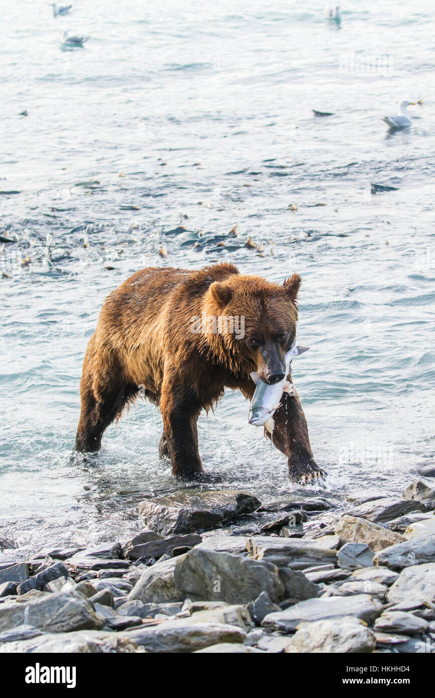 Un orso marrone maschio (Ursus arctos) cattura Un salmone rosa (Oncorhynchus Gorbuscha) al vivaio ittico, dove la pesca è abbastanza facile per gli orsi, Aliso... Foto Stock