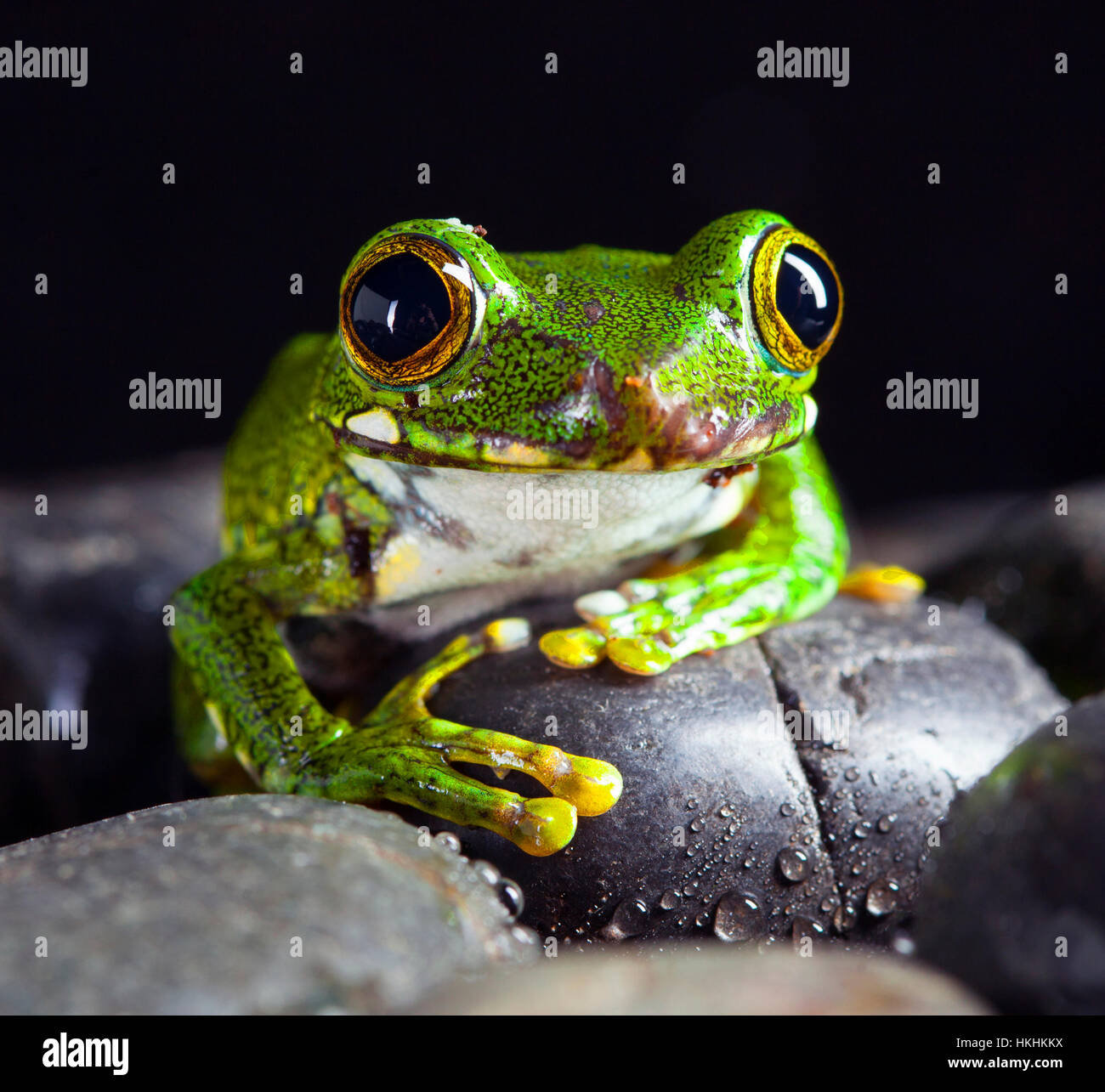 Leptopelis Vermiculatus rana in studio con sfondo scuro Foto Stock
