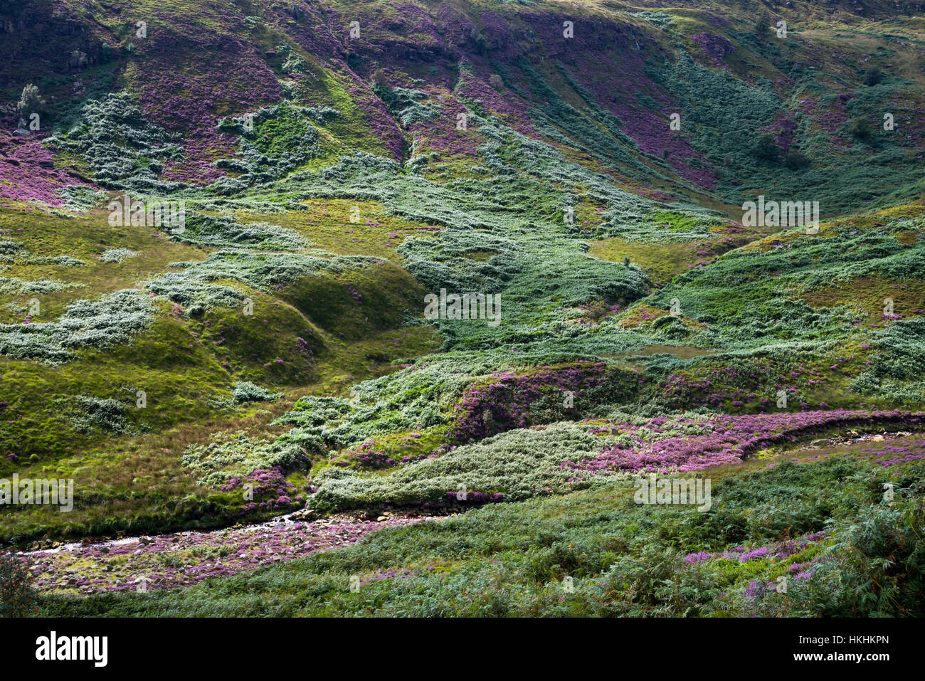 Estate a Crowden nel nord del Derbyshire. Viola heather blooming intorno le rocce in questo drammatico e aspro paesaggio. Foto Stock