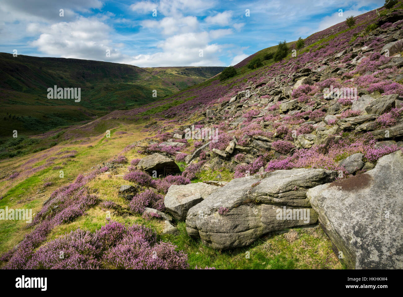 Estate a Crowden nel nord del Derbyshire. Viola heather blooming intorno le rocce in questo drammatico e aspro paesaggio. Foto Stock
