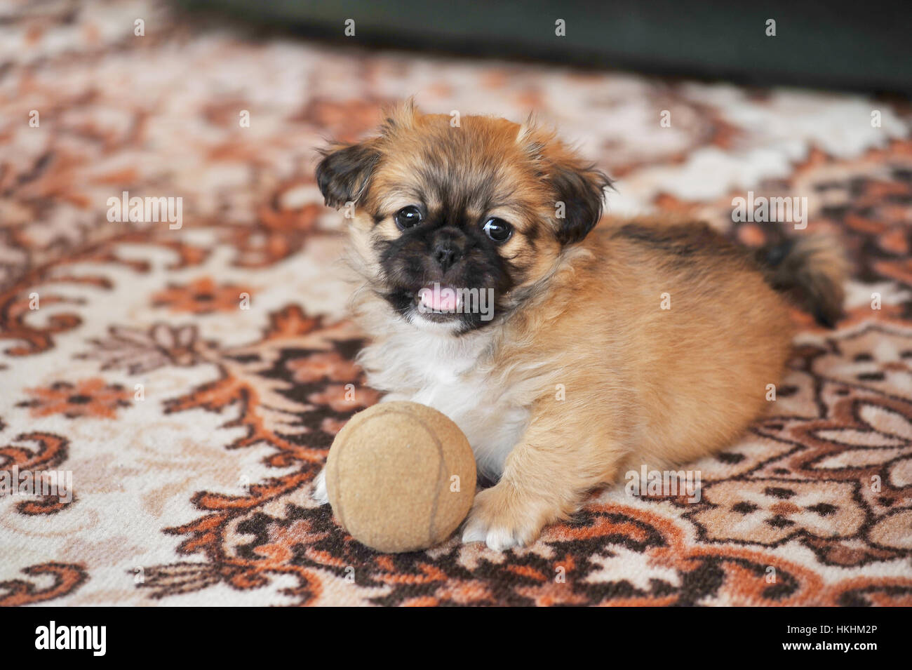 Pekingese dog rilassante nell'animale domestico, sfondo Foto Stock