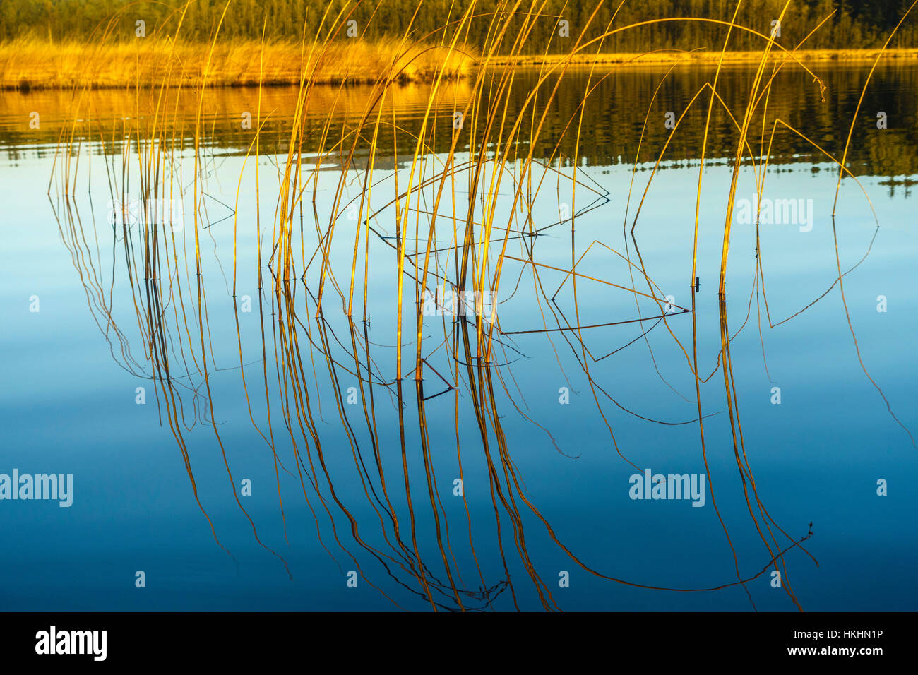 Reed sulla Stroan Loch e fiume Dee Foto Stock