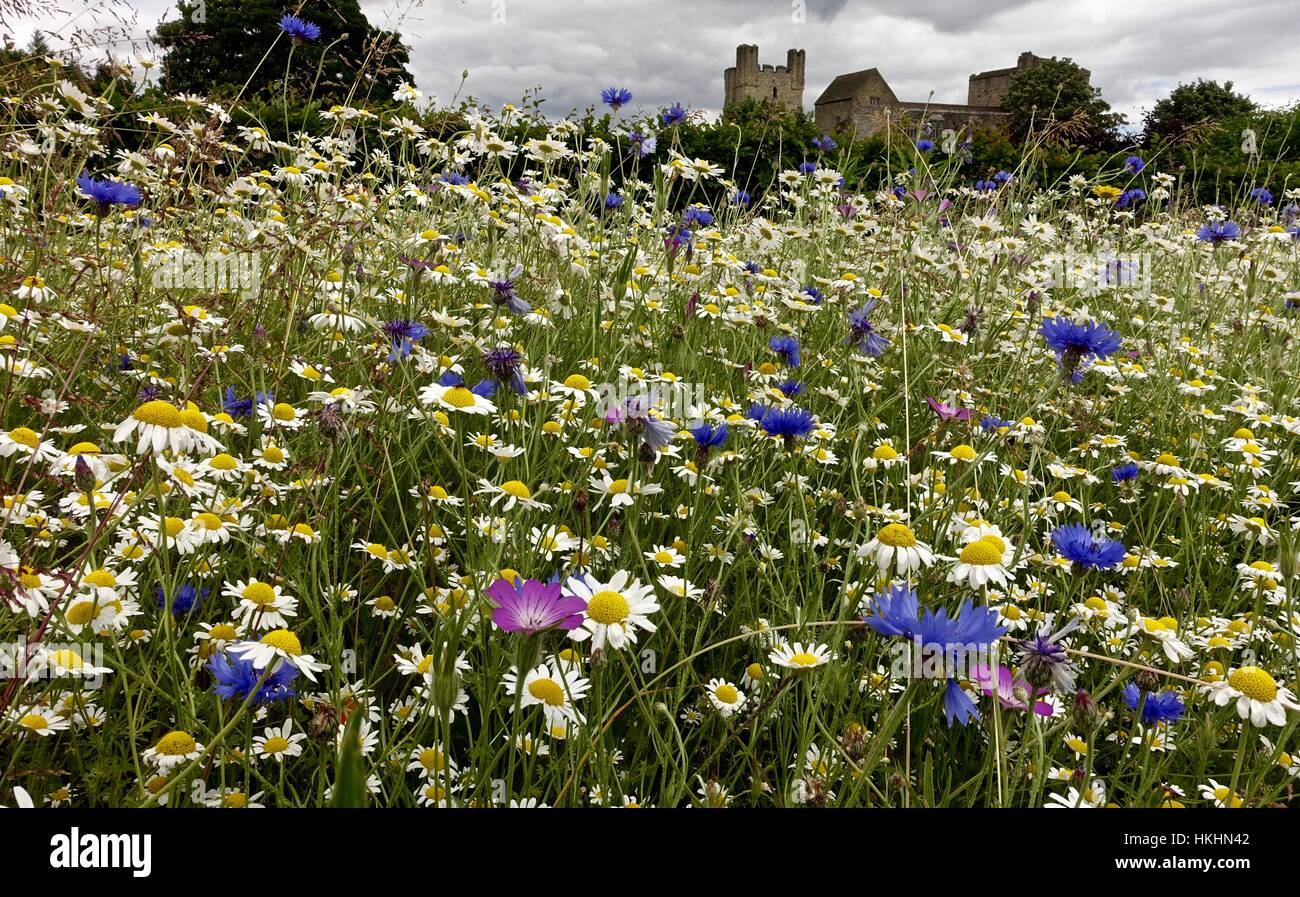 Castello di Helmsley nello Yorkshire Inghilterra con tarda primavera fiori in primo piano e cielo nuvoloso. Foto Stock