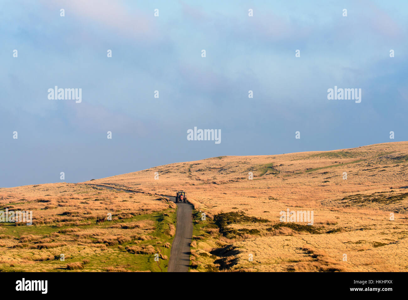 Contadino nel trattore rosso nel Parco Nazionale di Brecon Beacons, Wales, Regno Unito. La madre e il puledro Welsh pony di montagna nella prateria scena Foto Stock