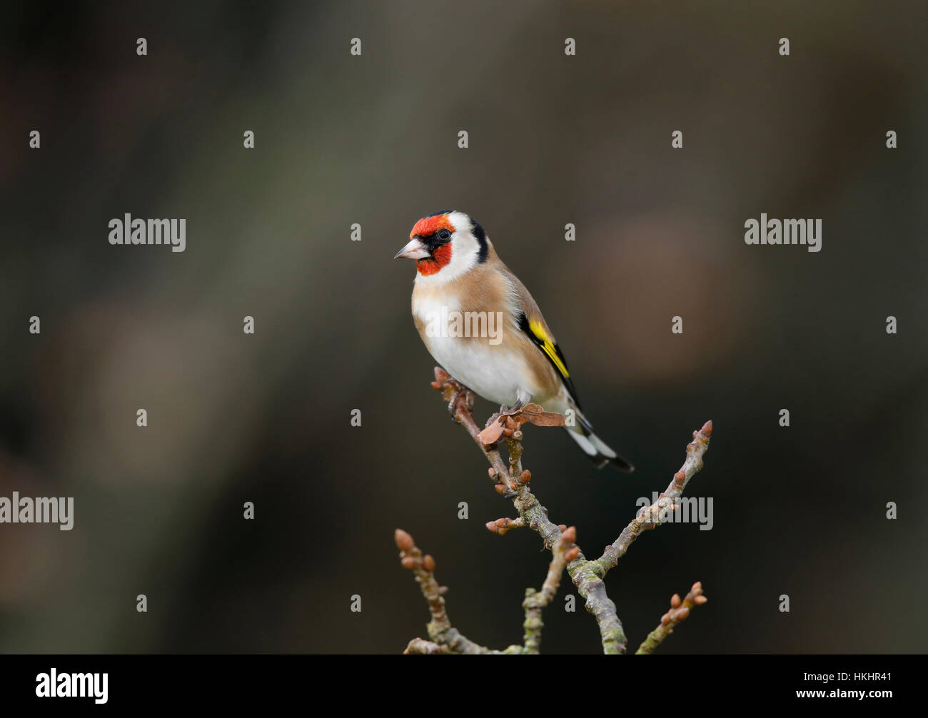 Cardellino europeo,Carduelis carduelis, il lichen ramo coperto in un giardino Foto Stock