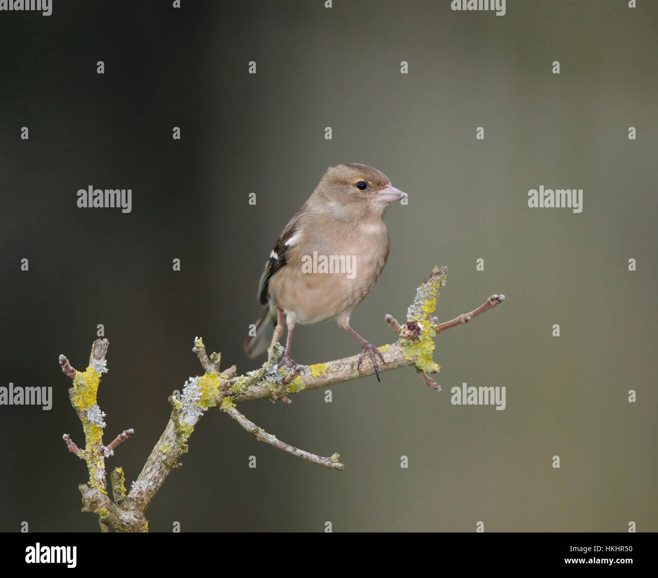 Fringuello,Fringilla coelebs, su un lichene ramo coperti Foto Stock