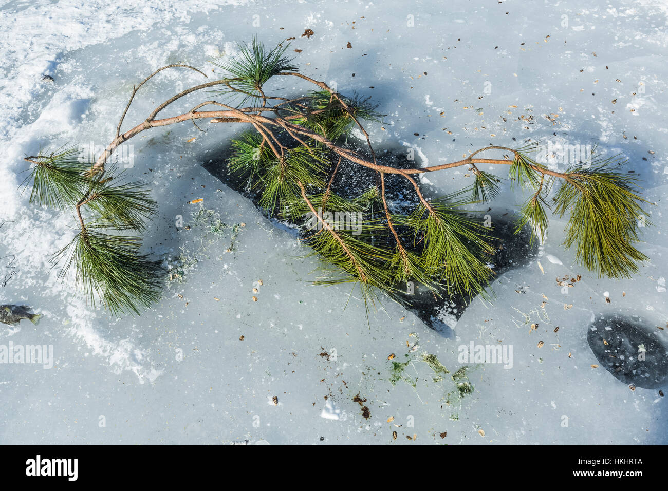 Ramo di pino bloccato nella pesca sul ghiaccio foro come una sicurezza visiva marcatore sul Lago di nuvole, laghi canadesi, Stanwood, Michigan, Stati Uniti d'America Foto Stock