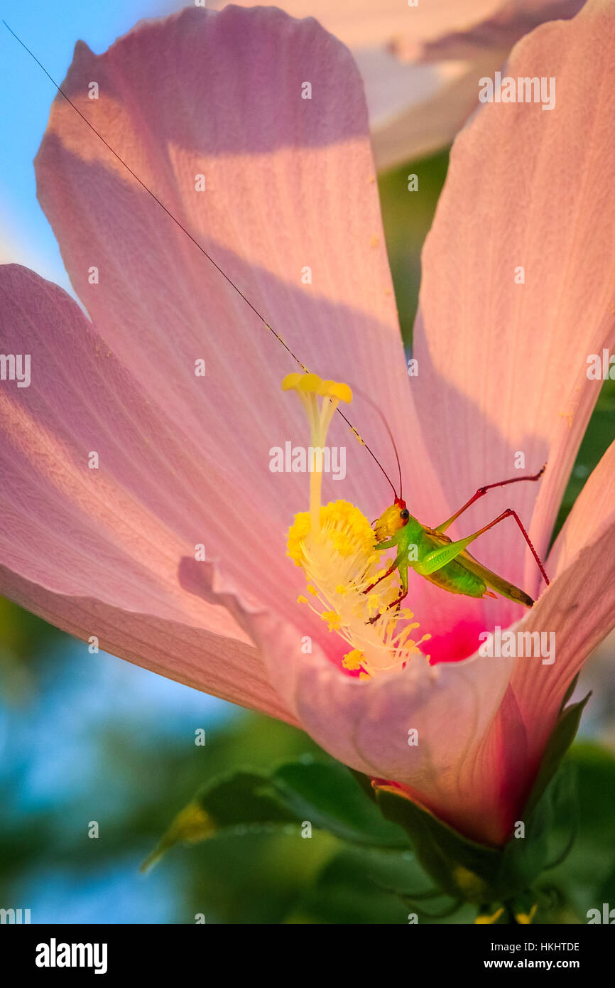 KATYDID VERDE IN ibisco rosa Foto Stock