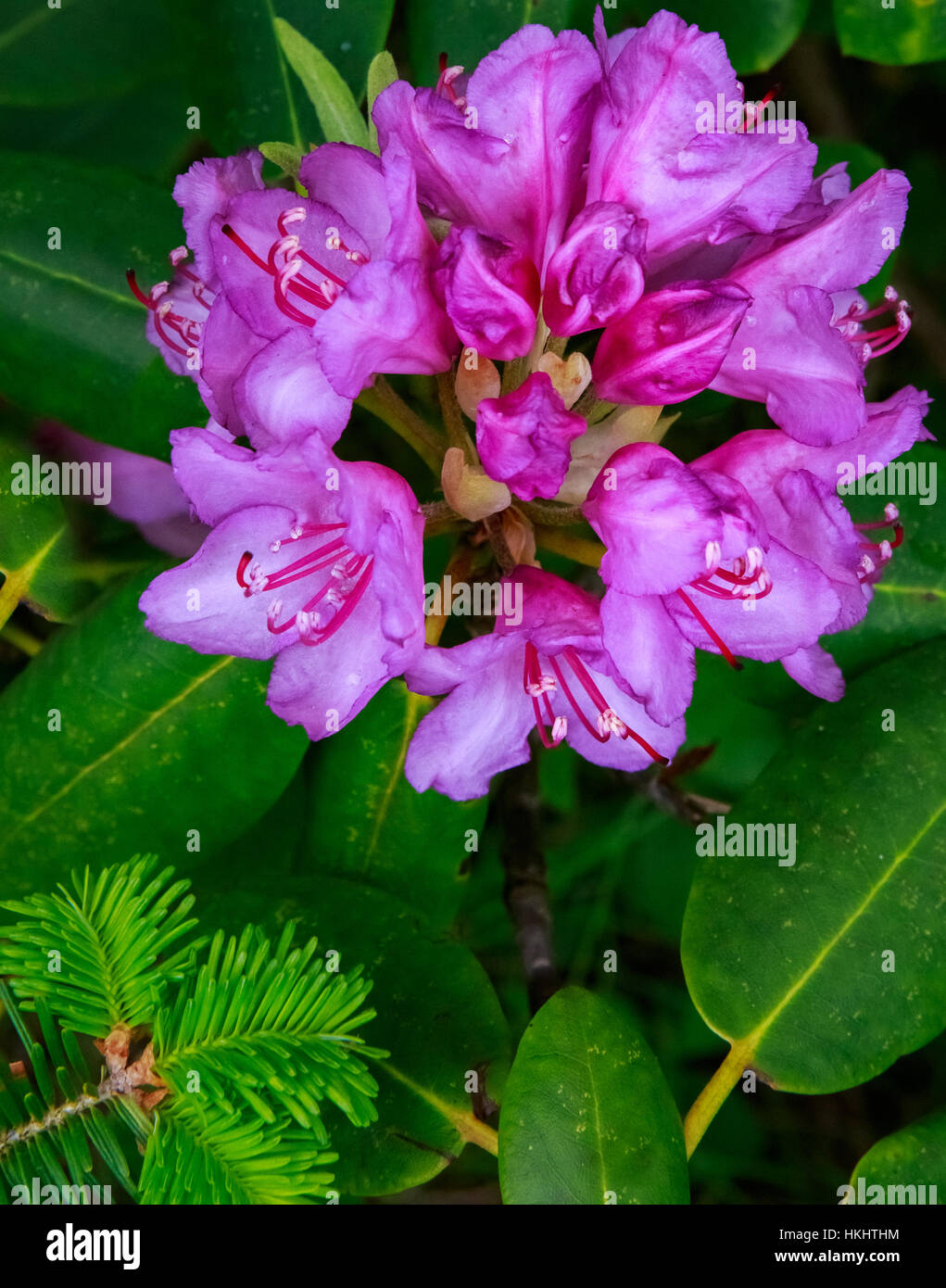 RHODODENDRON CATAWBIENSE FUCSIA APPALACHIAN Foto Stock