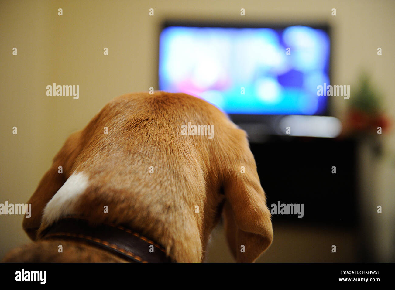 Cane guarda la TV seduto sul divano in camera Foto Stock