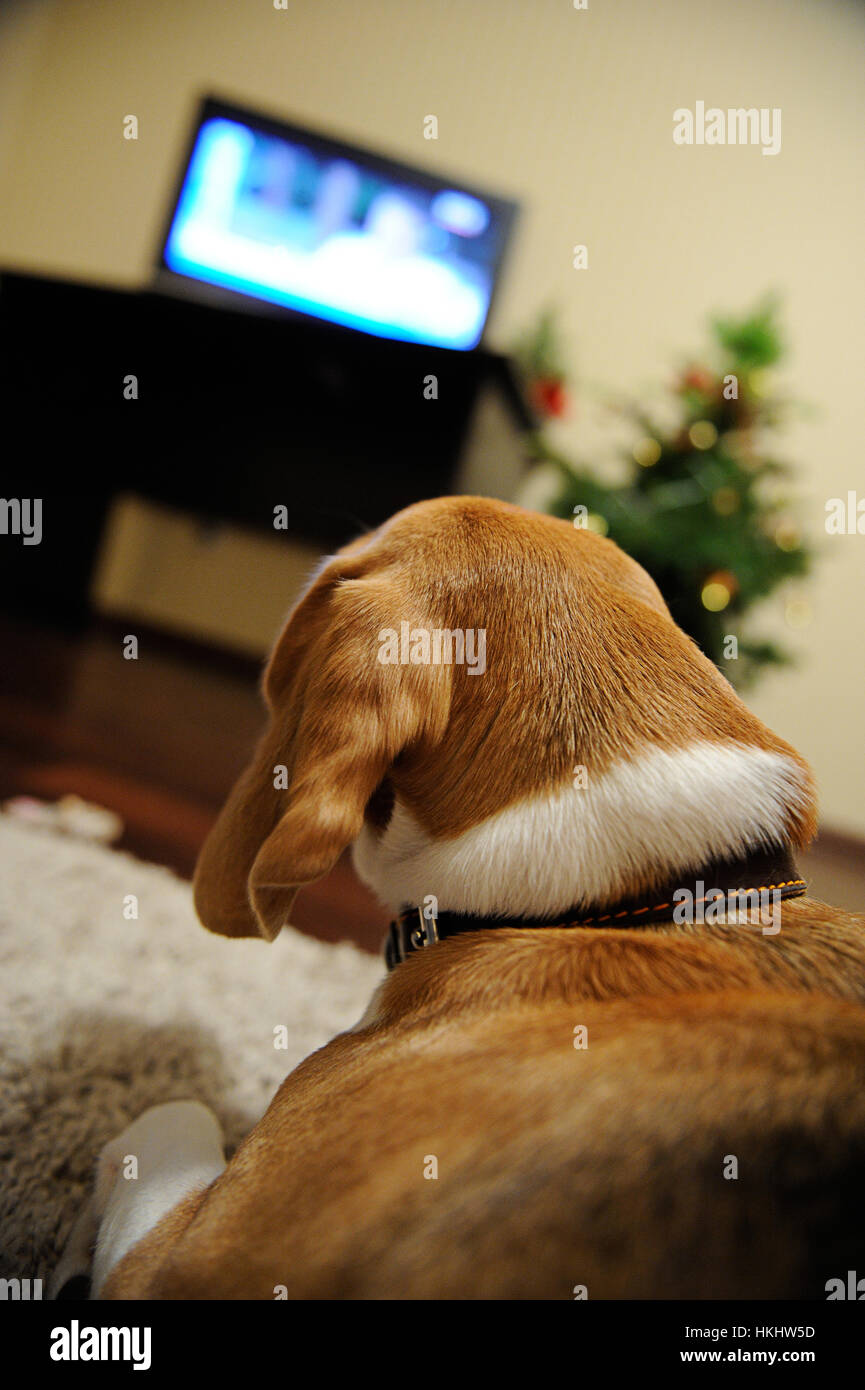 Cane guarda la TV che stabilisce nel soggiorno Foto Stock