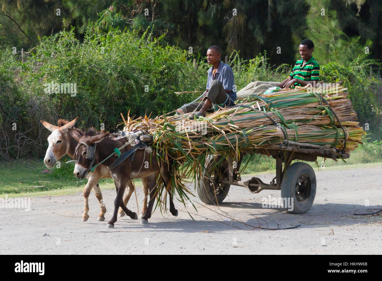 Donkey carrello portante il mais, Great Rift Valley, Etiopia Foto Stock