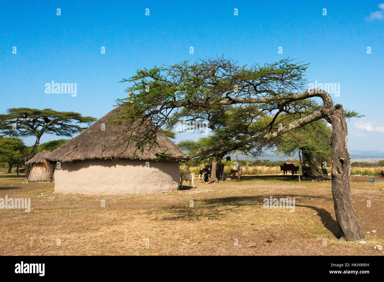 Case tradizionali con tetto di paglia e alberi di acacia, Abijatta-Shalla Lakes National Park, Etiopia Foto Stock