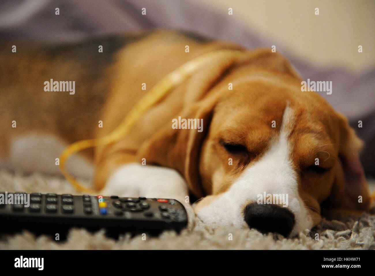 Cane dormire con il comando remoto sul soggiorno Foto Stock