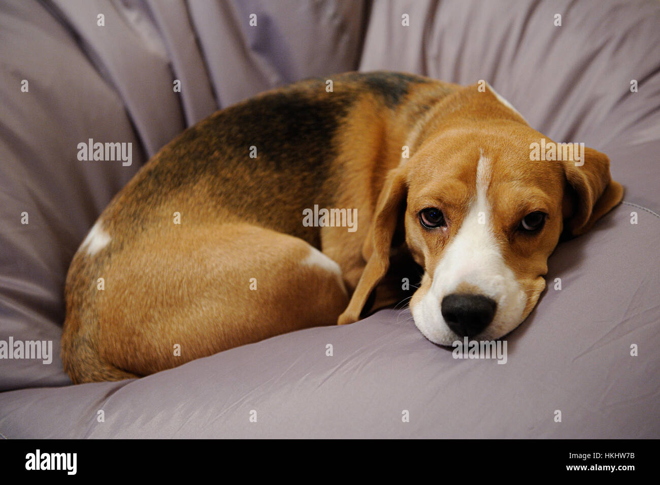 Cane Beagle di dormire sul lettino in camera lasciando Foto Stock