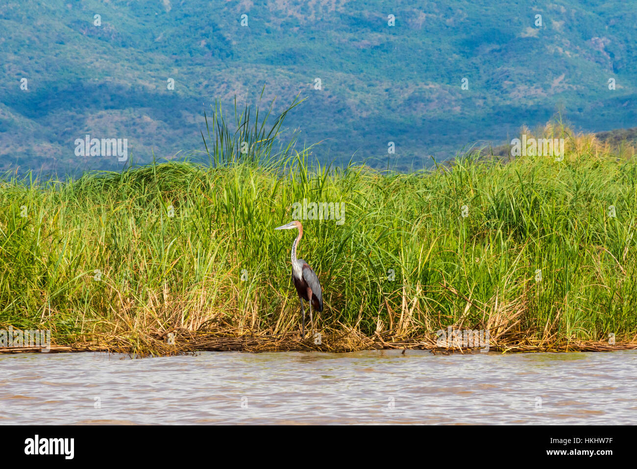 Heron sul lago Shalla, Abijatta-Shalla National Park, Etiopia Foto Stock