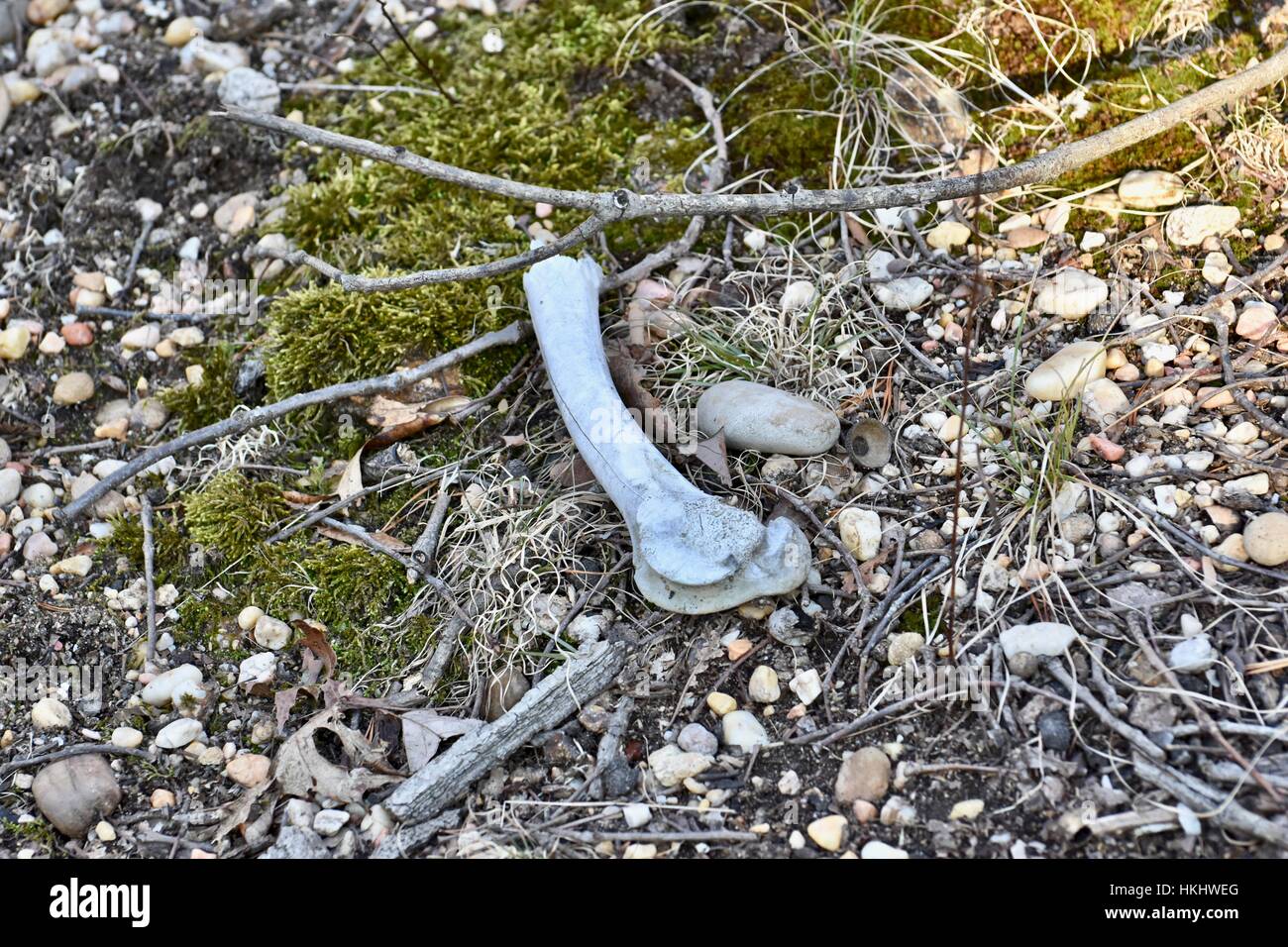 Vecchie ossa di animali la posa sul suolo della foresta Foto Stock