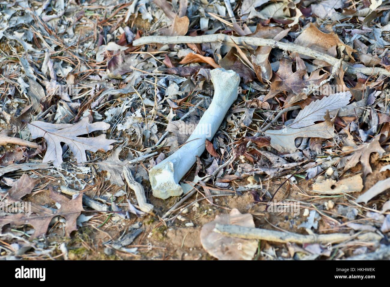 Vecchie ossa di animali la posa sul suolo della foresta Foto Stock