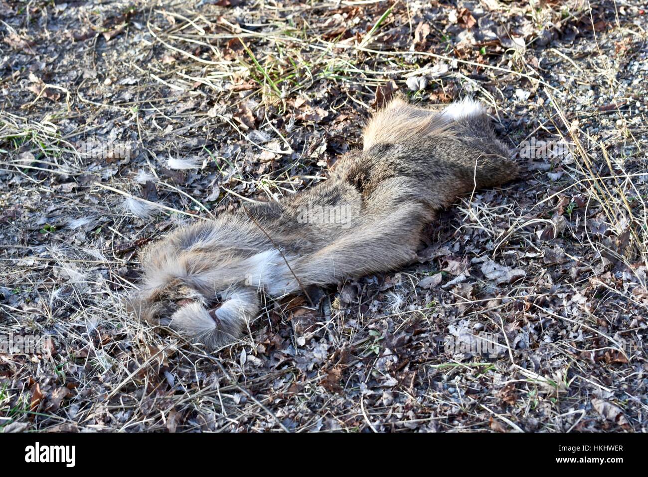 Deer nascondi trovato sul terreno Foto Stock