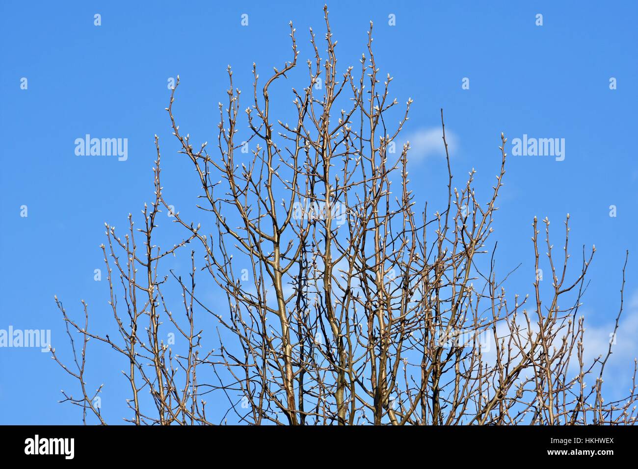 Una sterile inverno alberi con foglie non contro un cielo blu sullo sfondo Foto Stock