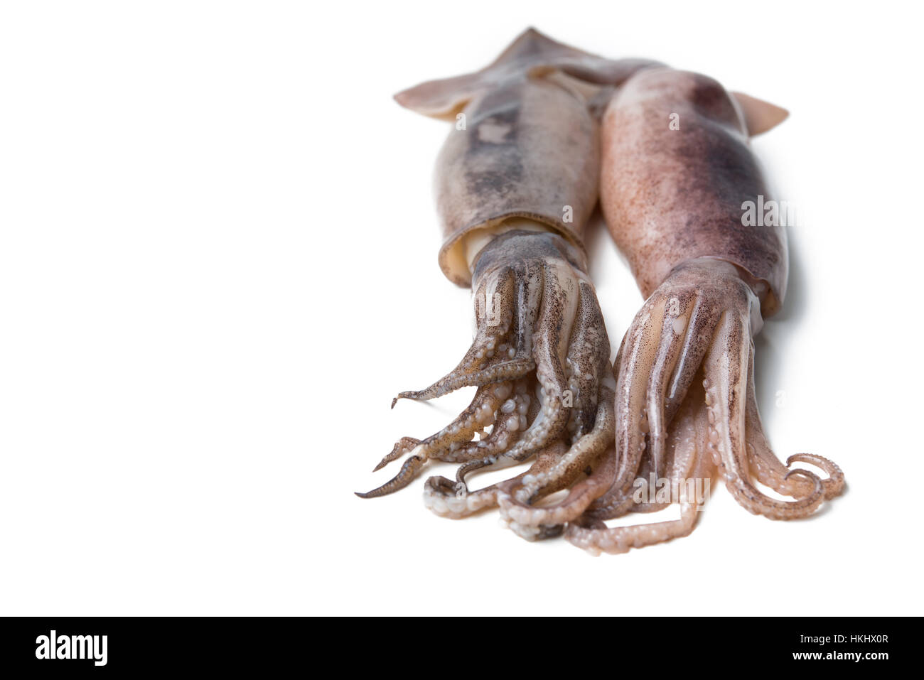 Calamari freschi isolato su bianco Foto Stock