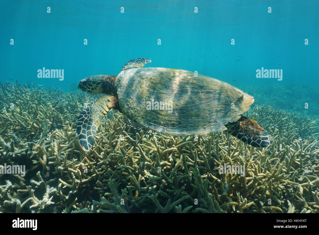 Hawksbill sea turtle subacquea, Eretmochelys imbricata, su una scogliera di corallo, oceano pacifico del sud, Nuova Caledonia Foto Stock