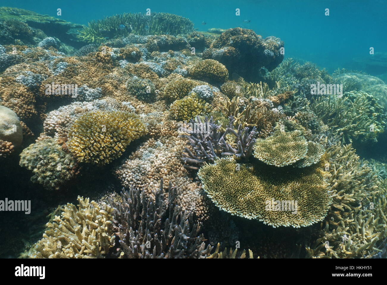 Morbido e coralli duri underwater su una scogliera nella laguna del Grande Terre isola, oceano pacifico del sud, Nuova Caledonia Foto Stock