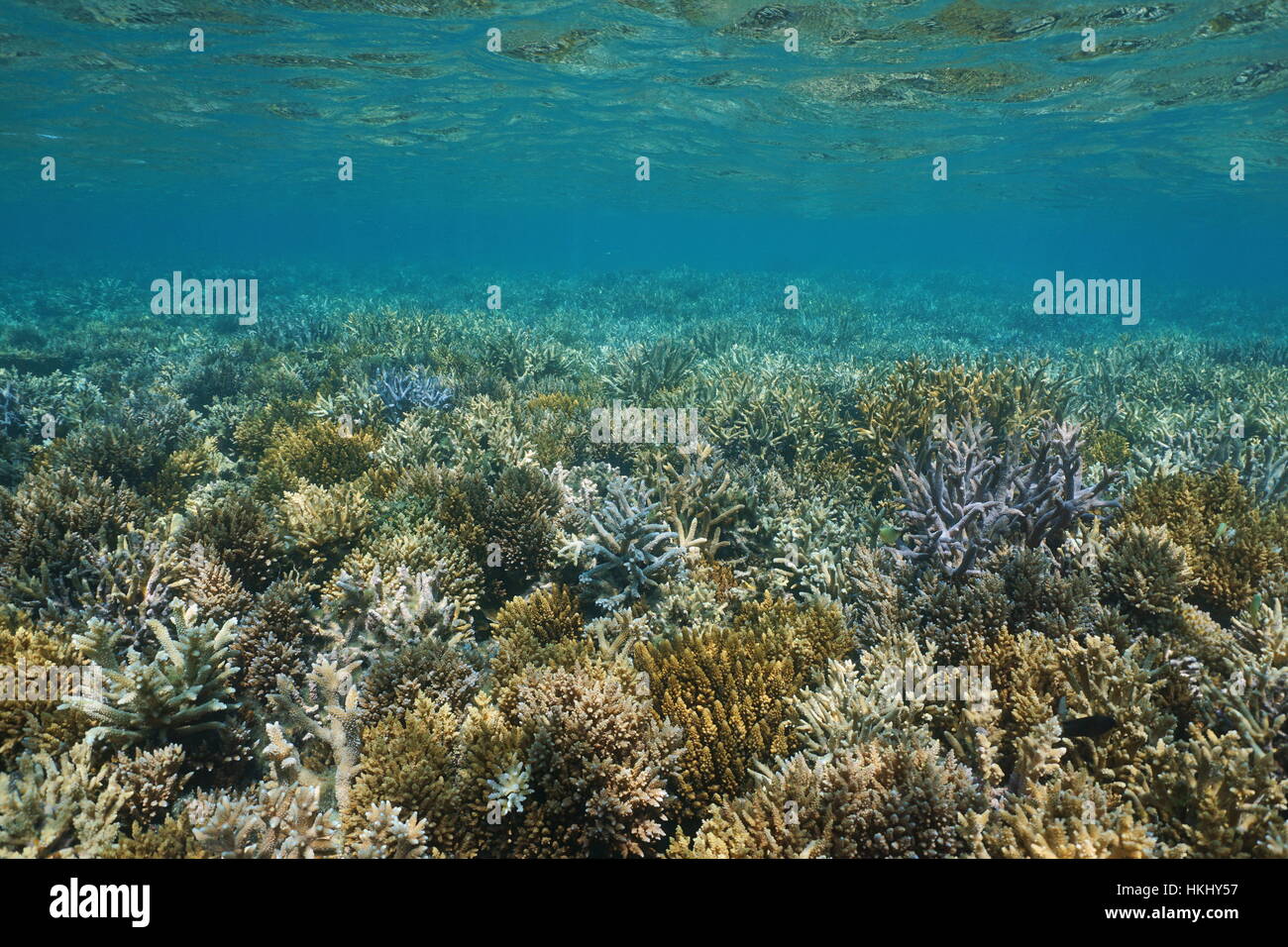 Underwater seascape, fondali bassi coperti da coralli ramificati in buone condizioni, oceano pacifico del sud, Nuova Caledonia Foto Stock