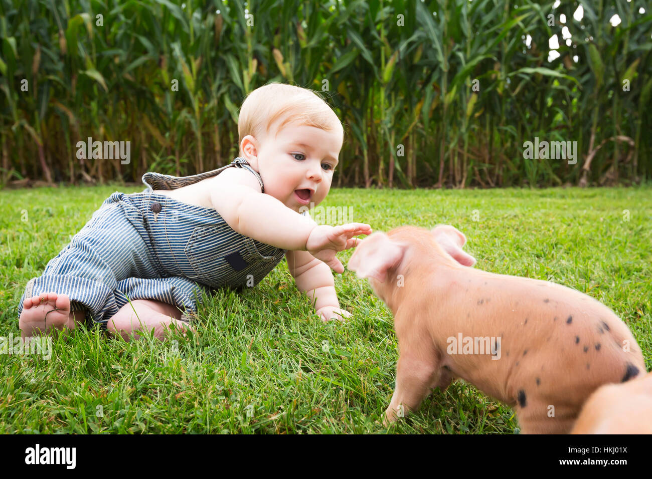 Infant ragazzo giocando con maiali giovani in una fattoria nel nord-est Iowa; Iowa, Stati Uniti d'America Foto Stock