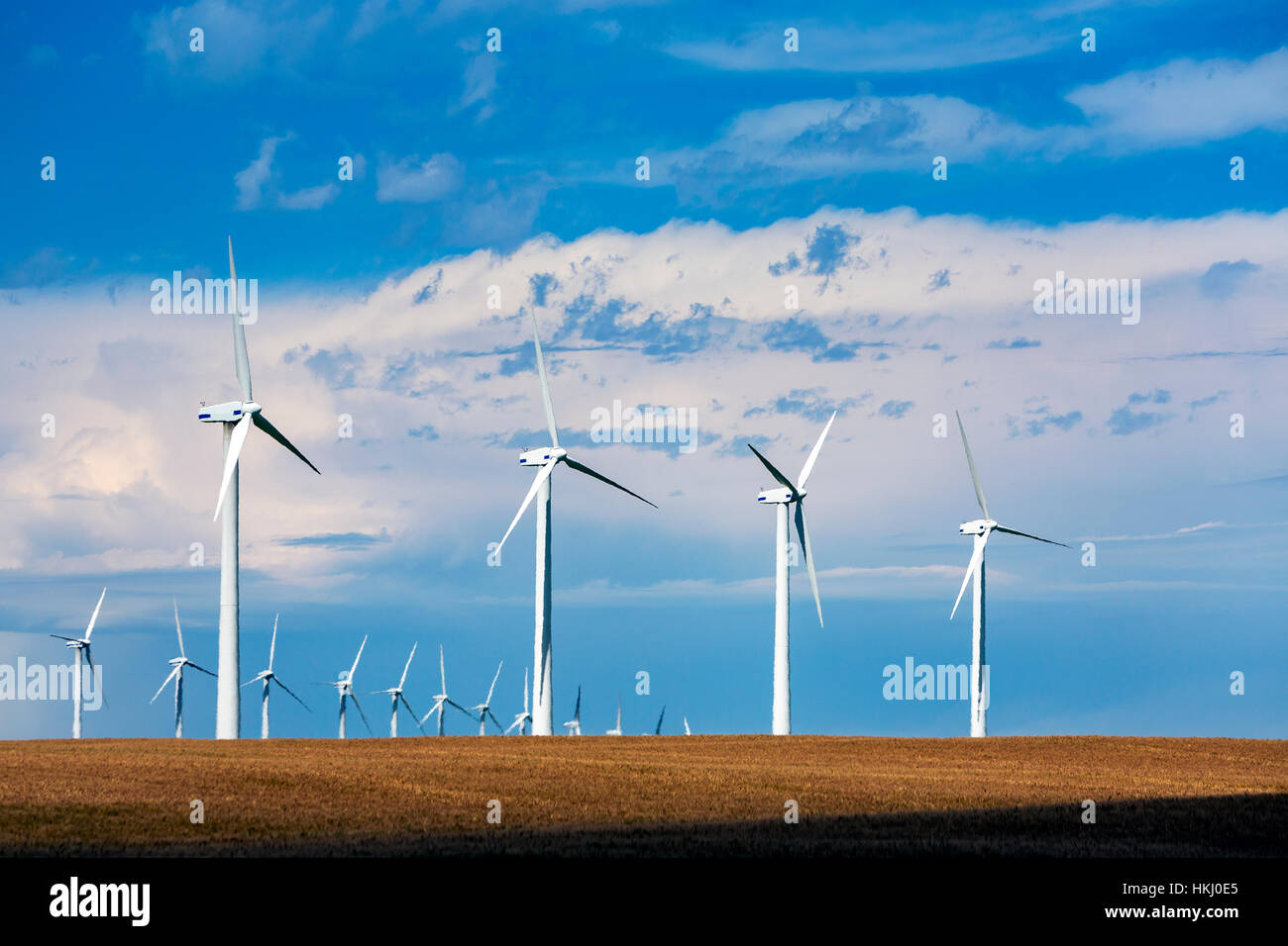 Grandi mulini a vento in un dorato campo di grano con cielo blu e nuvole, a nord di Glenwood; Alberta, Canada Foto Stock